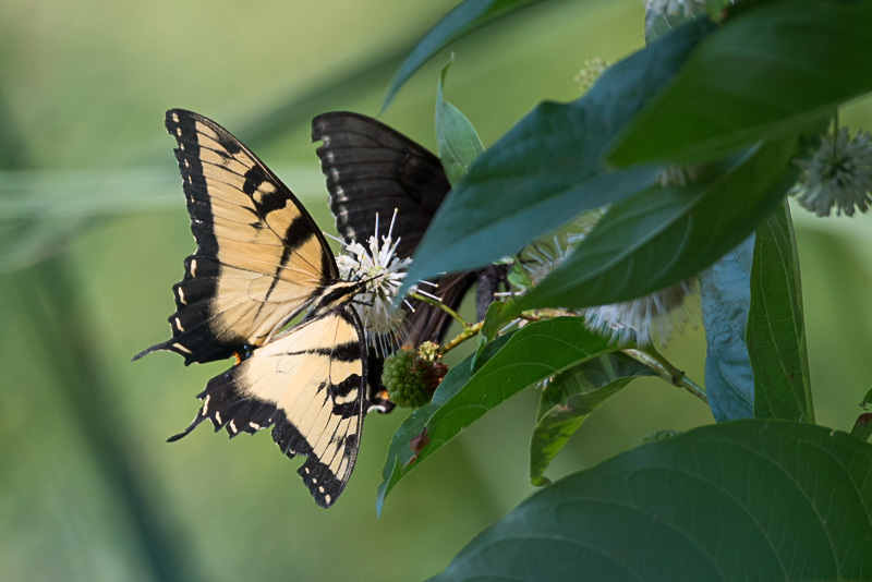 Western Tiger Swallowtail